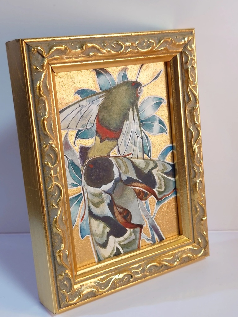 直筆ATC「仙蛾」