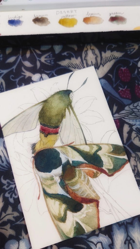 直筆ATC「仙蛾」