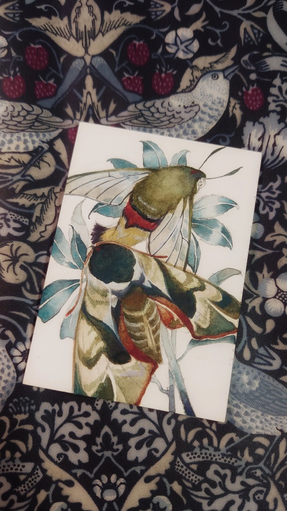 直筆ATC「仙蛾」