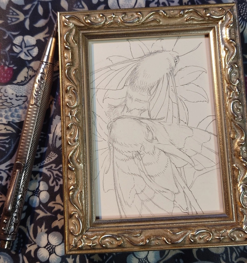 直筆ATC「仙蛾」