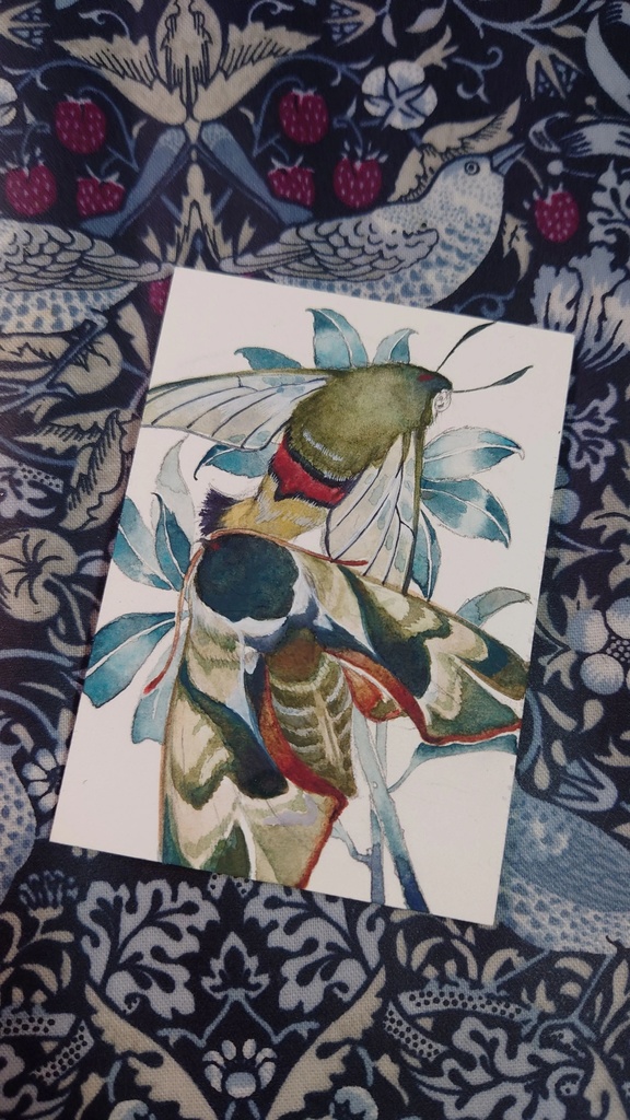 直筆ATC「仙蛾」