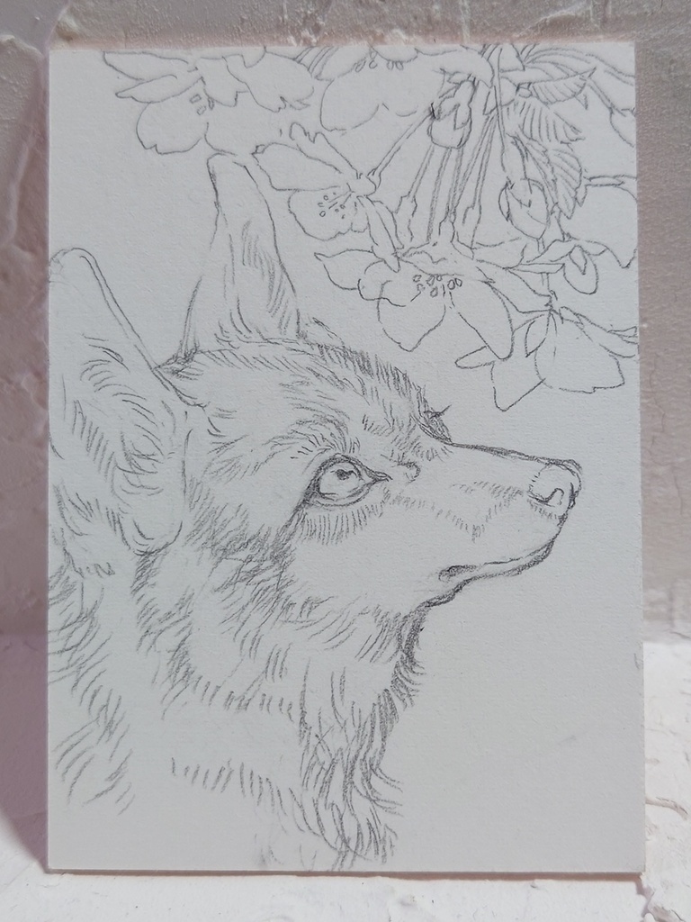 直筆ATC「初桜」