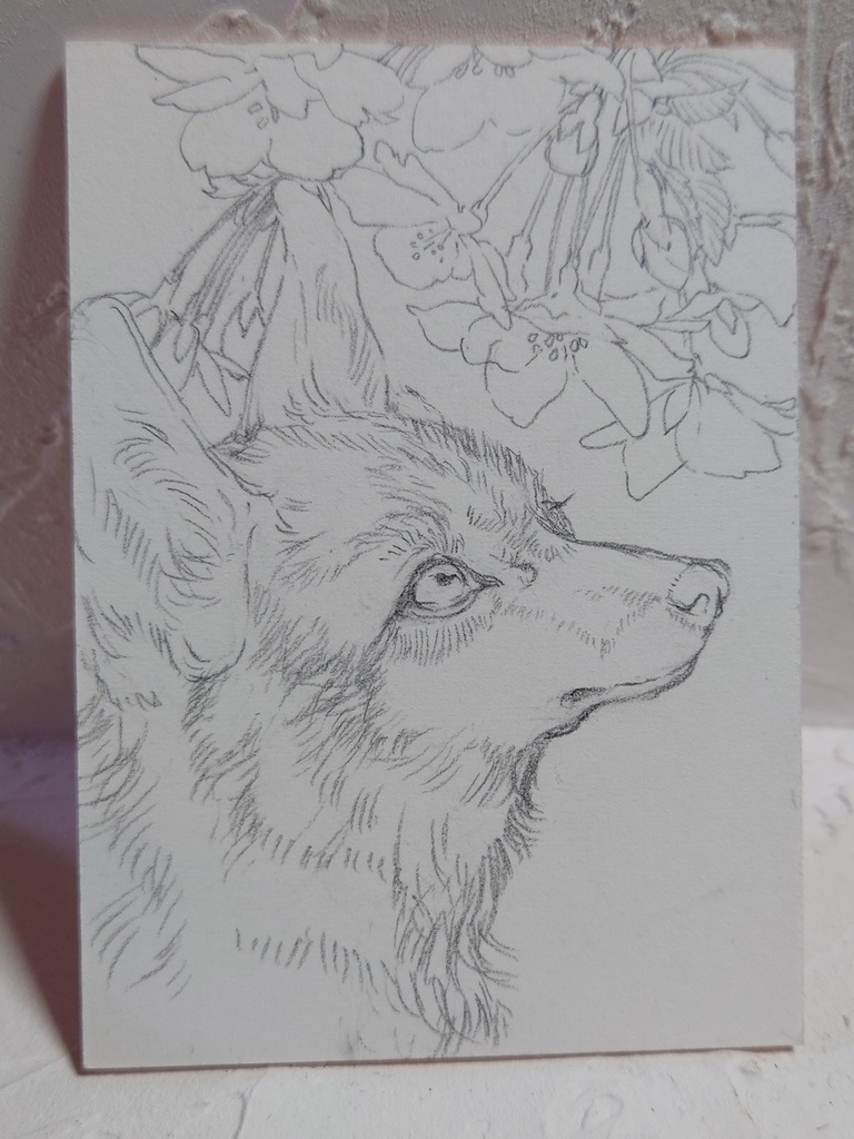 直筆ATC「初桜」