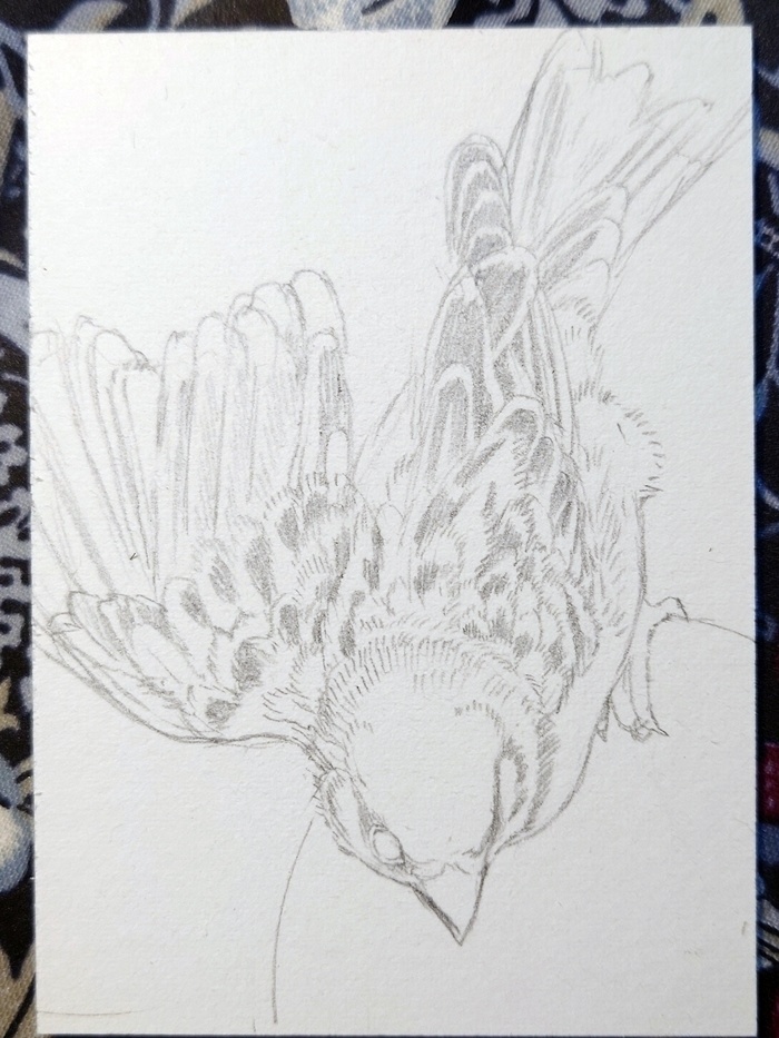 直筆ATC83「秋雀」