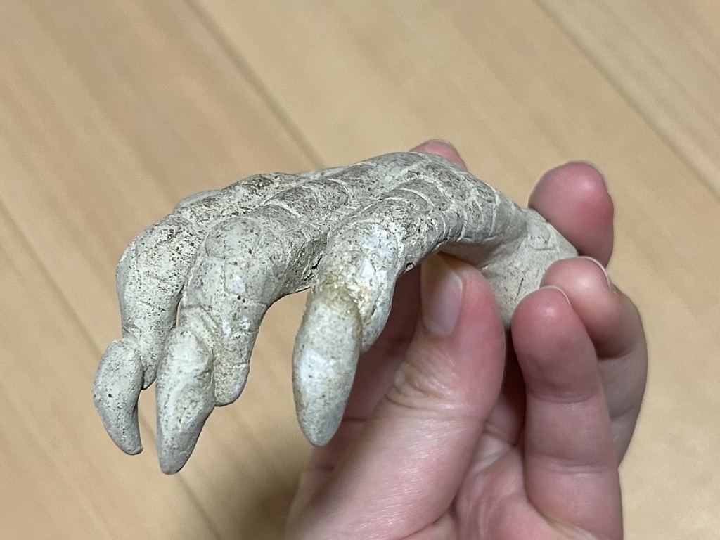 黄金龍の左手首