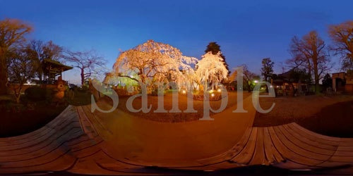 写真「宝鐘寺の夜桜」パノラマ360度　背景画像