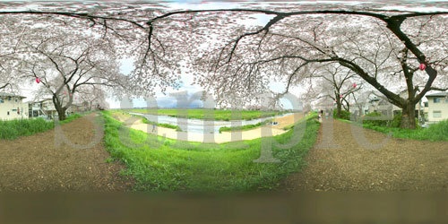 桜の堤　360度パノラマ写真　背景画像