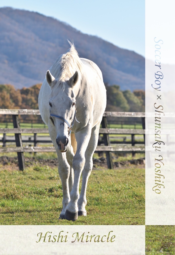 ヒシミラクル ポストカードセット(4種入り)