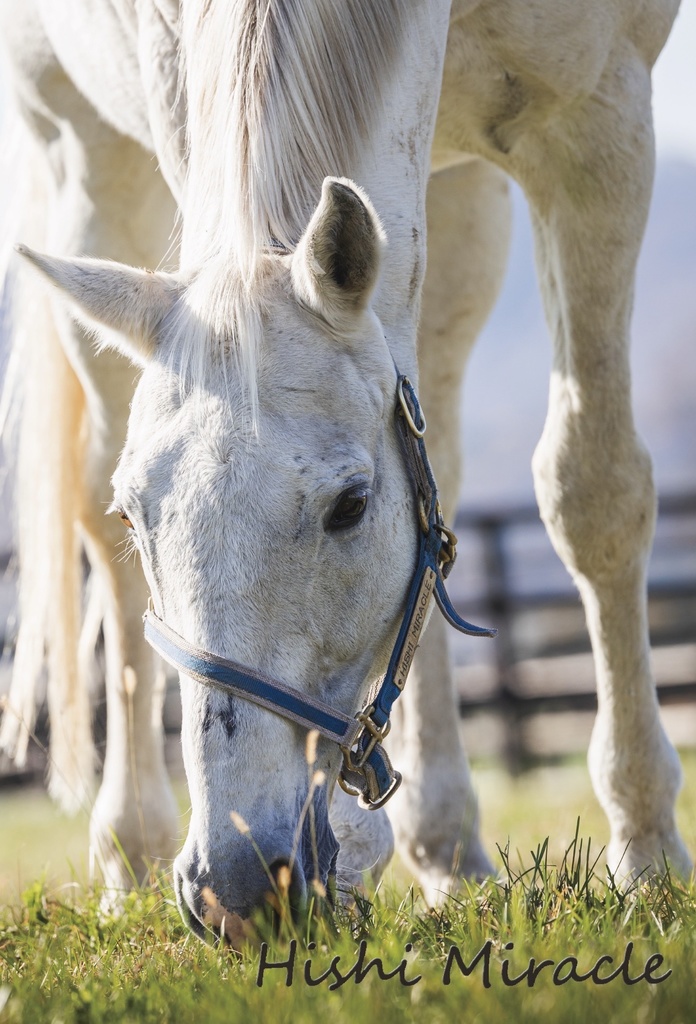 ヒシミラクル ポストカードセット(4種入り)