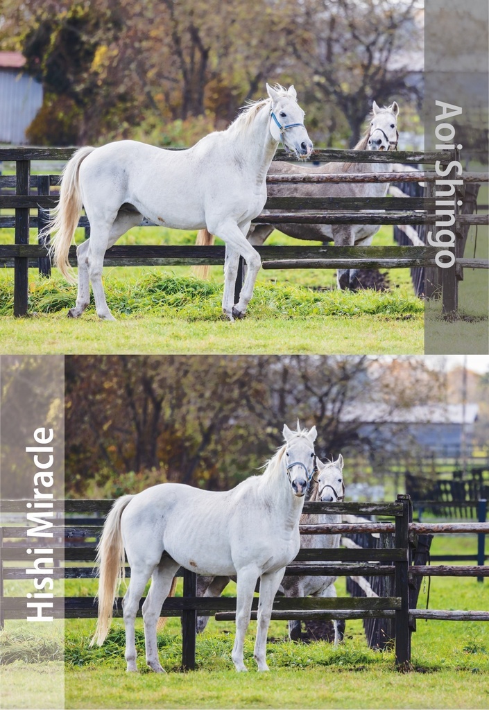 ヒシミラクル ポストカードセット(4種入り)