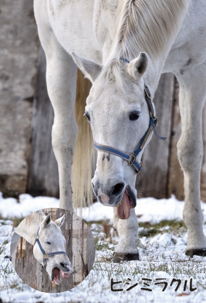 ヒシミラクル ポストカードセット(4種入り)