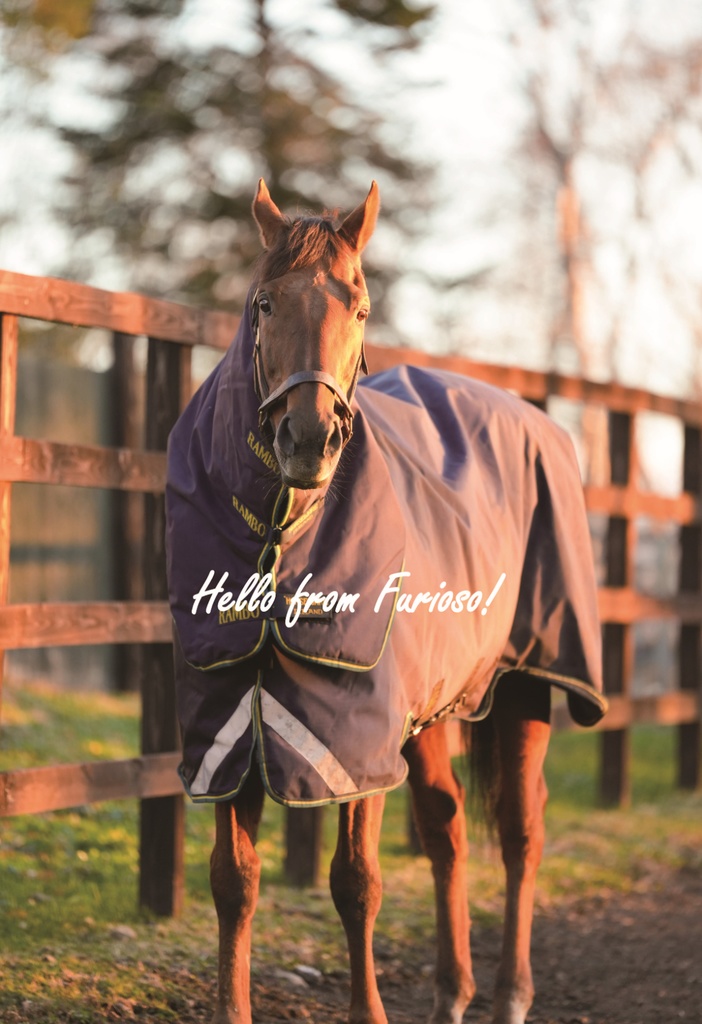 フリオーソポストカードセット （4種）