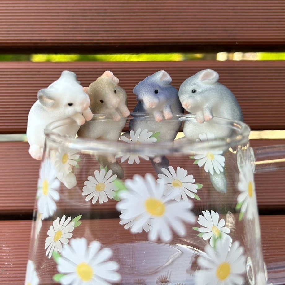 ＜ふわふわフロッキー＞ノリノリ♪チンチラ