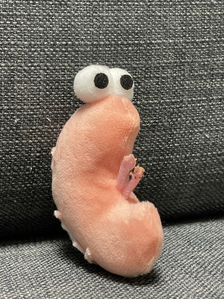 腰痛の剥きエビ