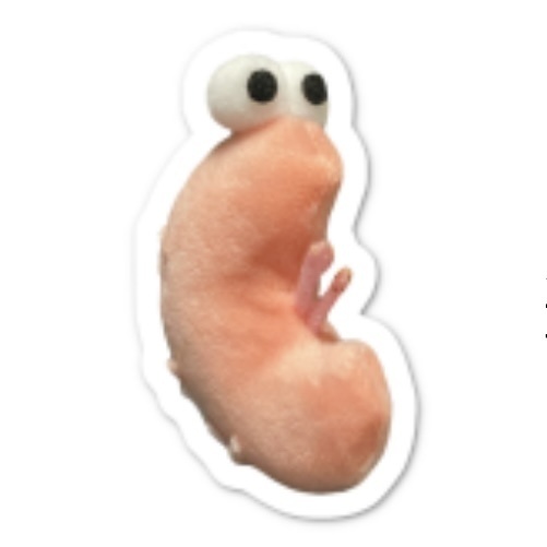 腰痛の剥きエビのステッカー