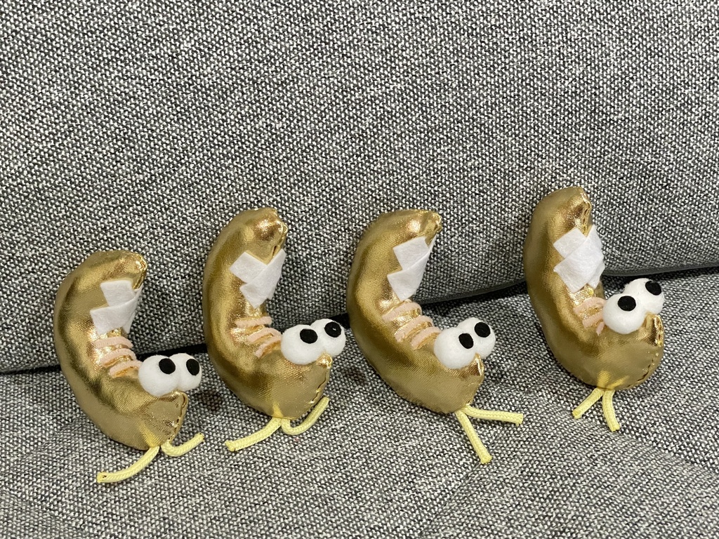 金の腰痛の剥きエビ
