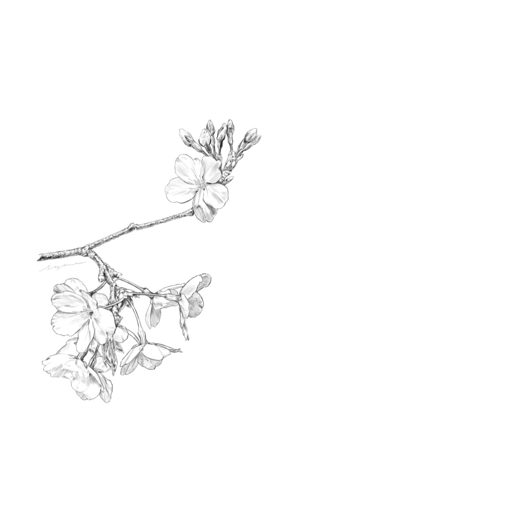 塗り絵もできる桜のメッセージカード