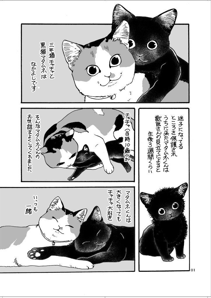 ねこと