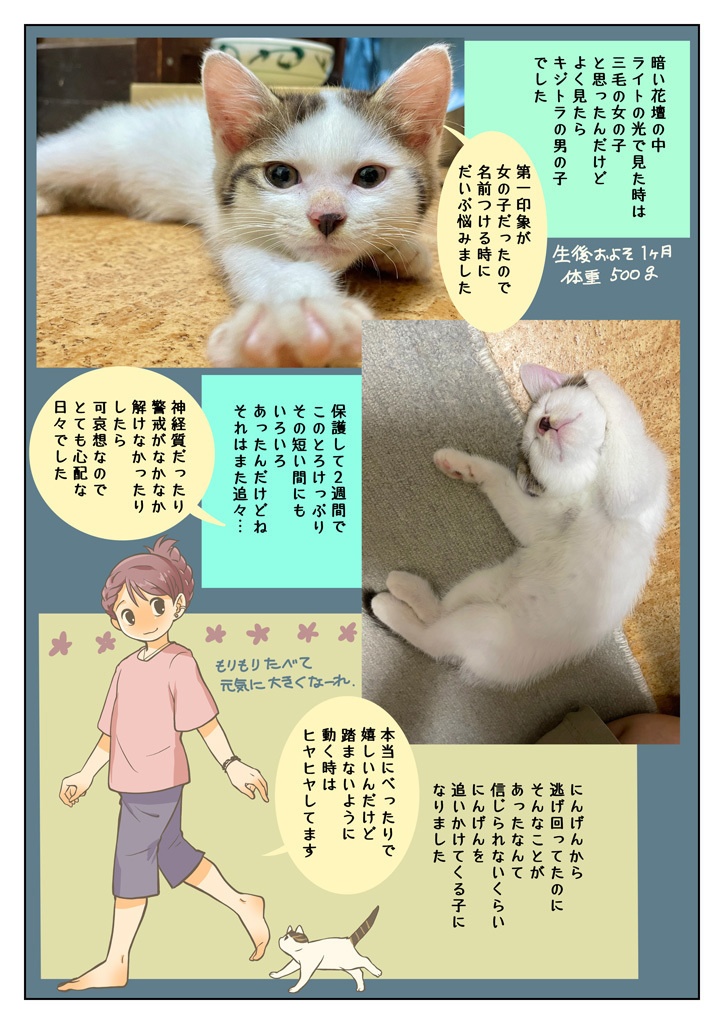 こねこをひろっただけなのに