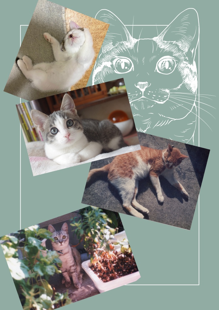 (7月20日配信)ねこのあれこれ