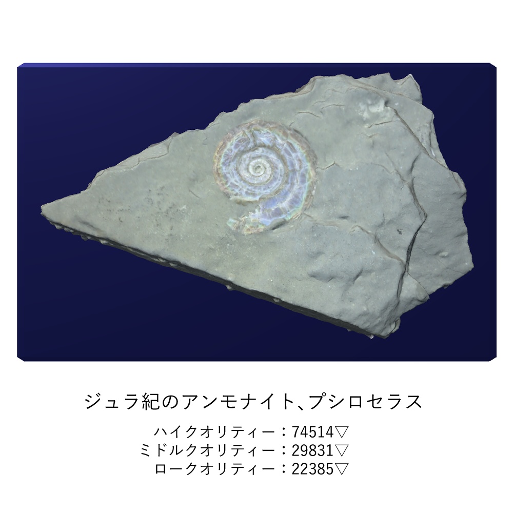 化石インテリア3点セット