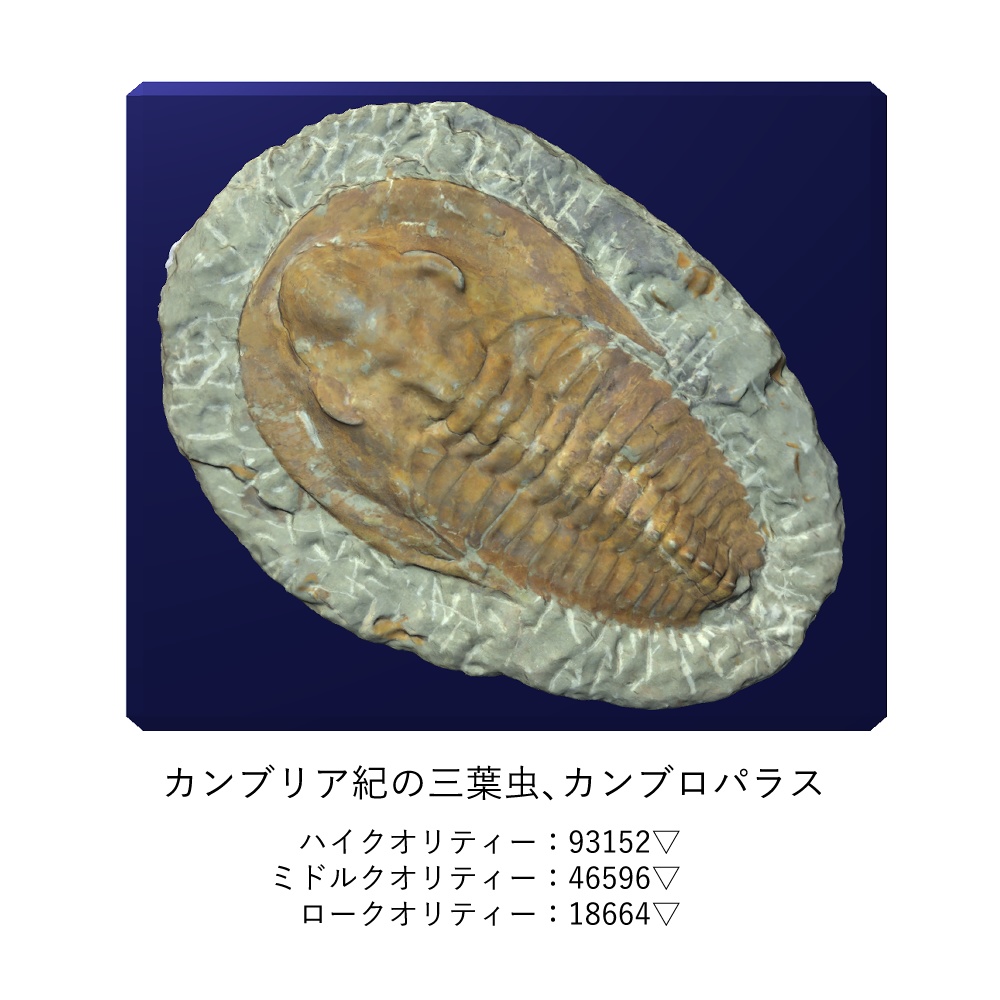 化石インテリア3点セット