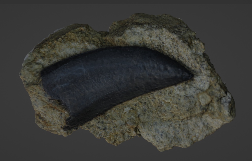 竜刃 T-rex_teeth_knife (ティラノサウルスの歯で作ったナイフ)