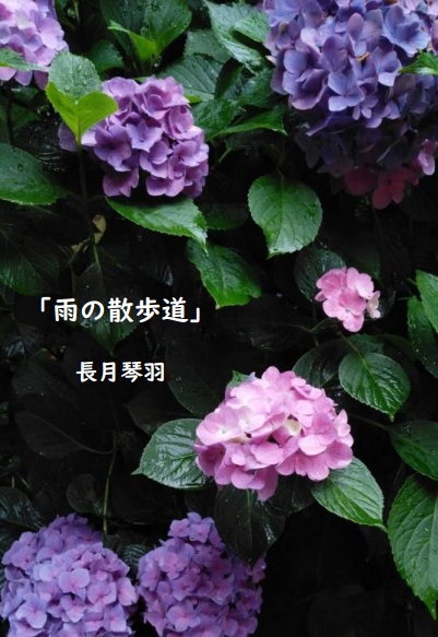雨の散歩道