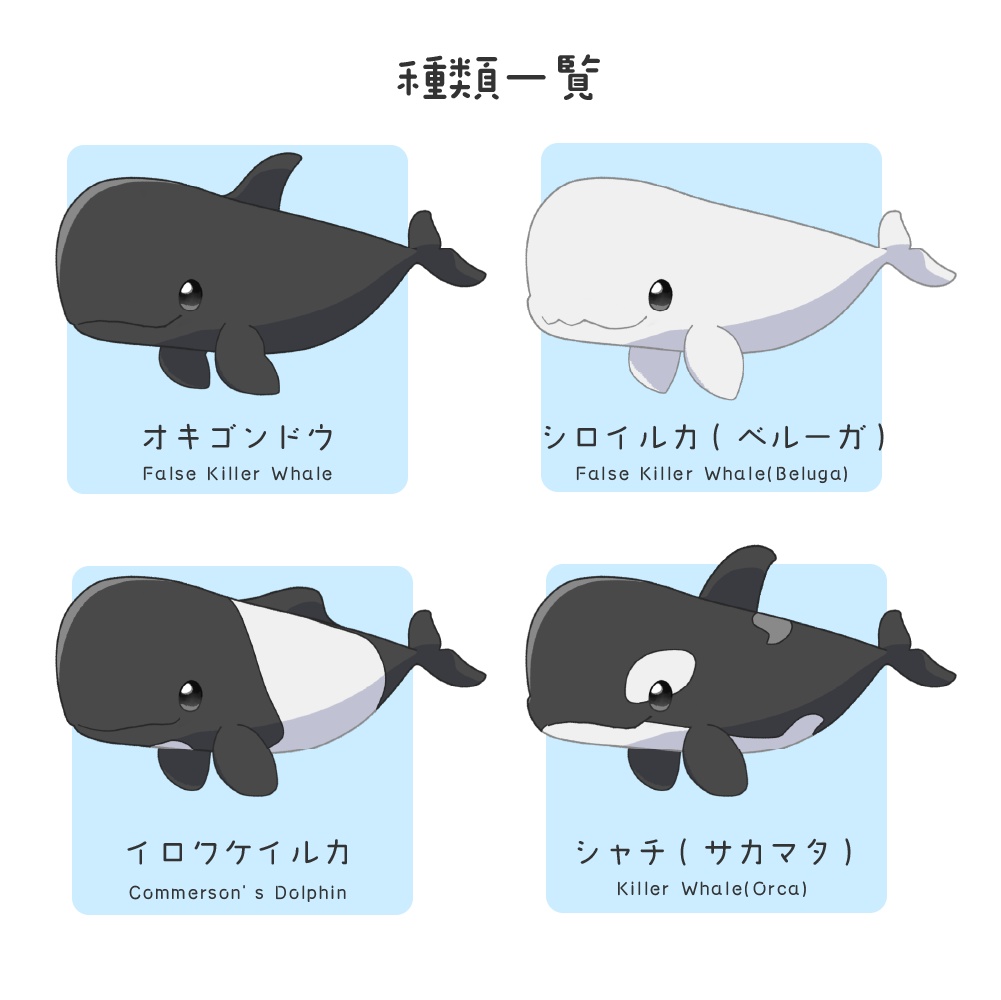 クジラのなかま4種