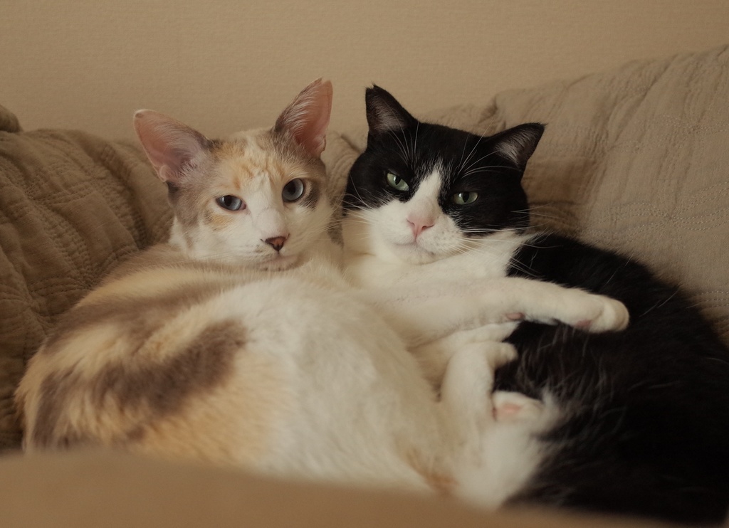 【通販限定特典つき】もふもふのほんと【動物愛護チャリティ本】