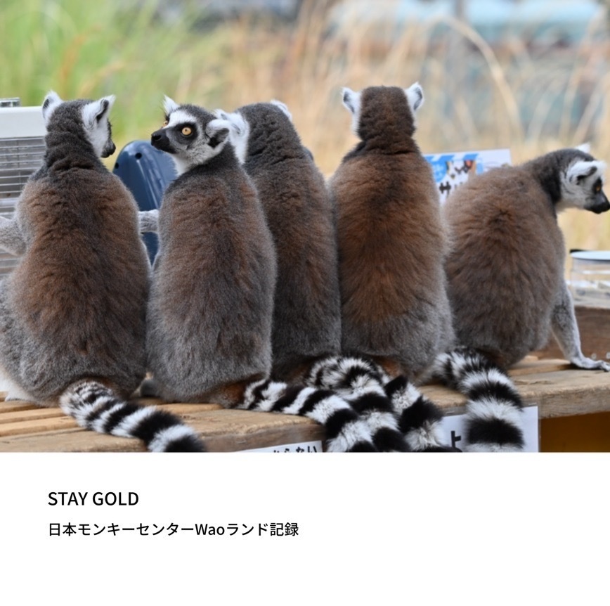 STAY GOLD 日本モンキーセンターWaoランド記録