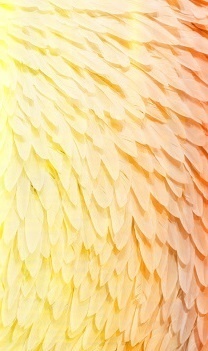 Phoenix Feather Texture