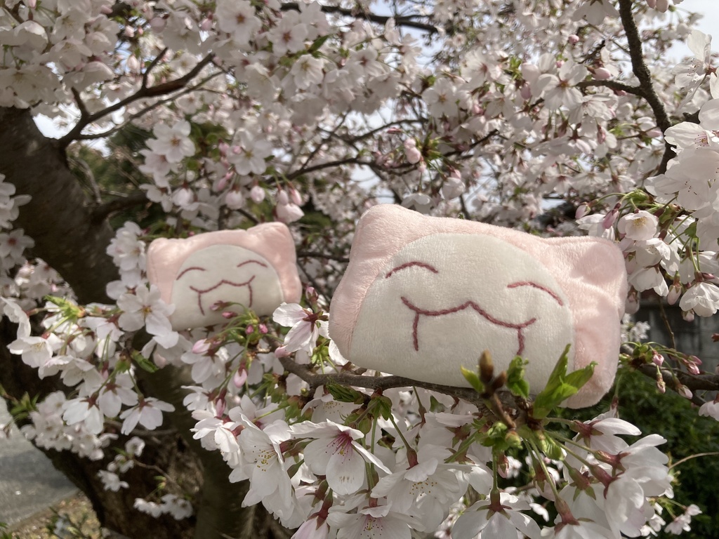 苔が生えている