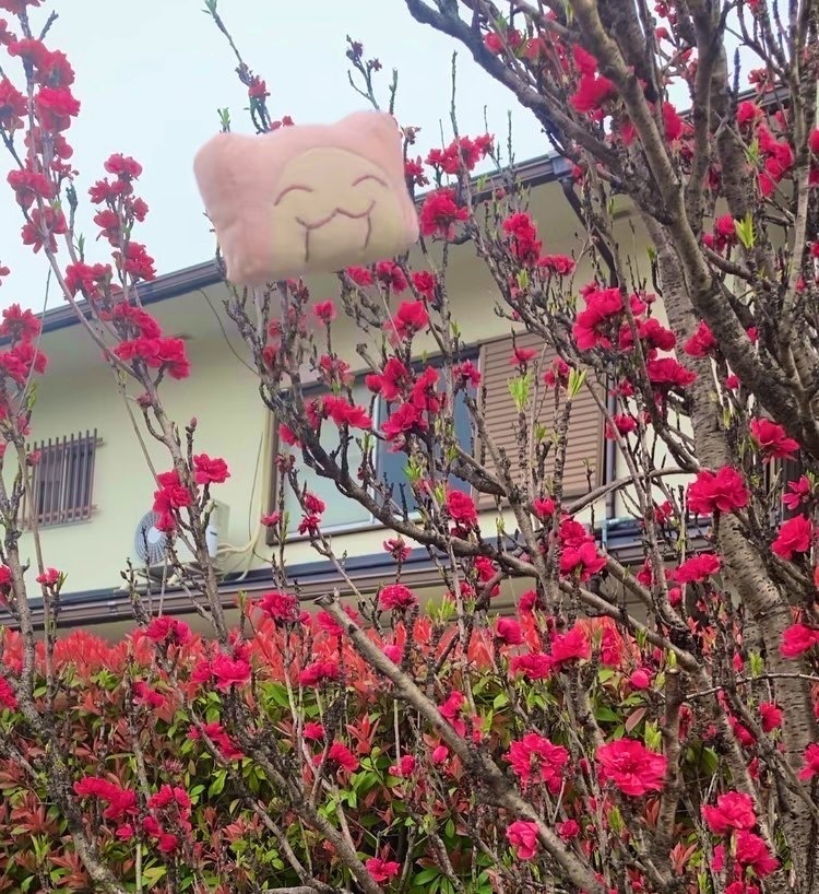 苔が生えている