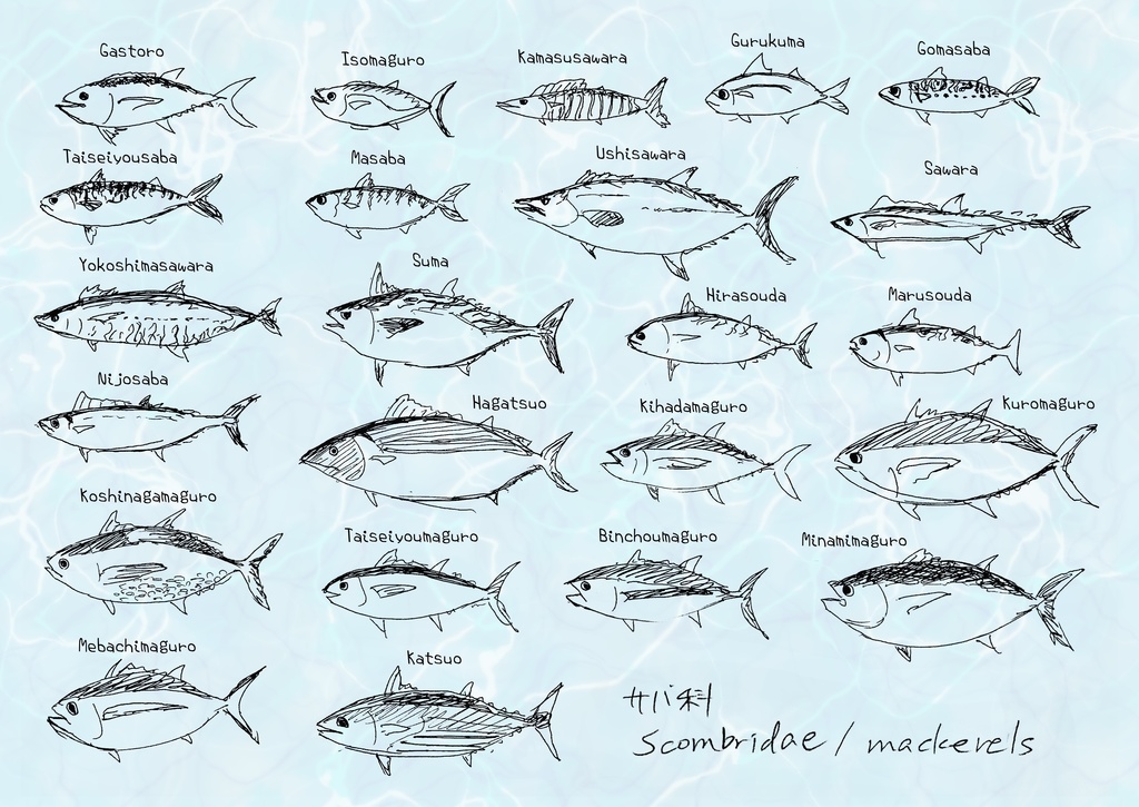 サバ科のなかまたちクリアファイル