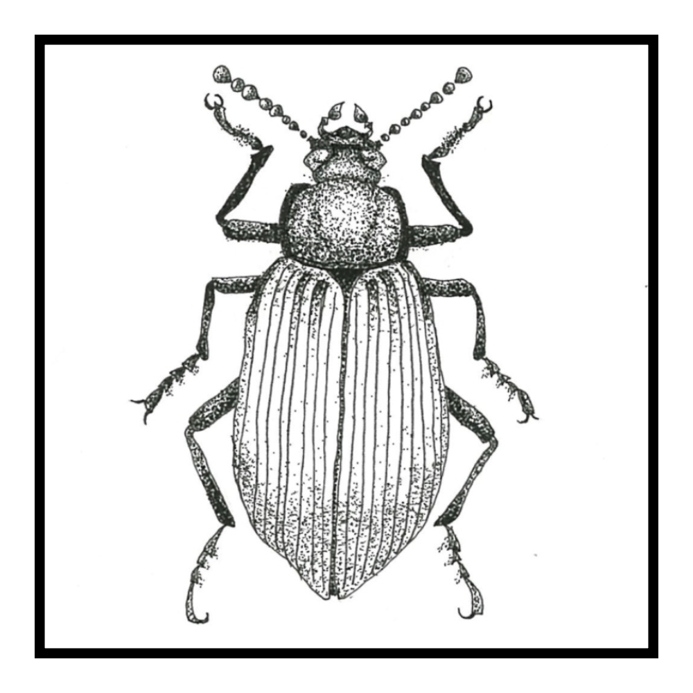 マスキングテープ 虫達 Sp×g