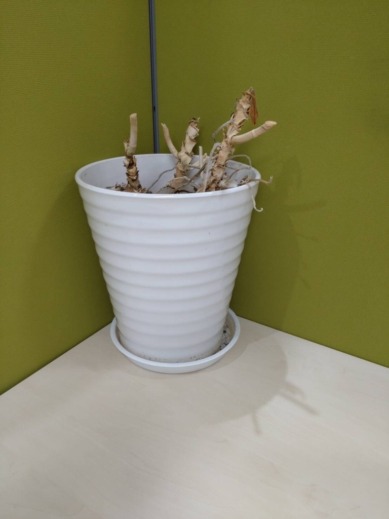哀愁漂う『植木鉢』