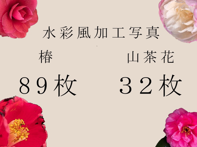 花素材集3 -椿と山茶花編-