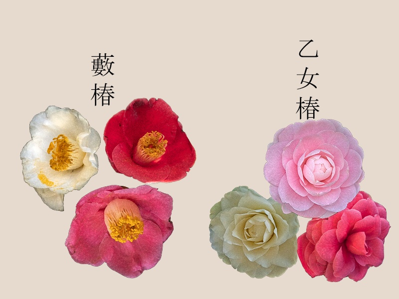 花素材集3 -椿と山茶花編-