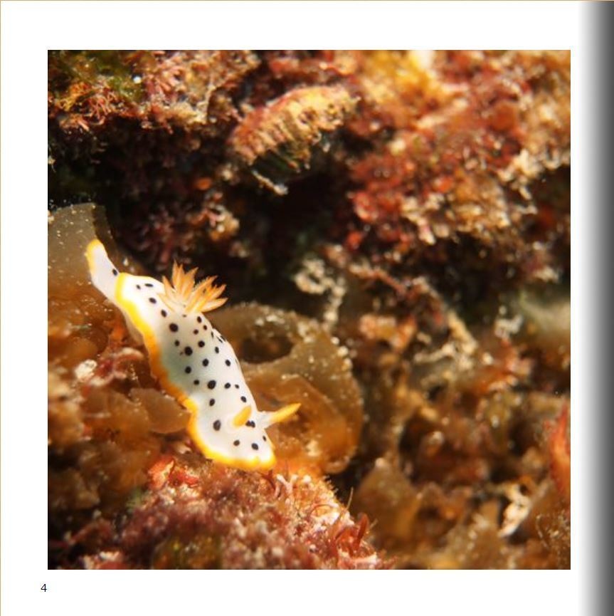 【いきもにあ2022購入者特典】うみの宝石箱_写真データ