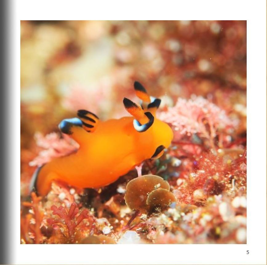 【いきもにあ2022購入者特典】うみの宝石箱_写真データ