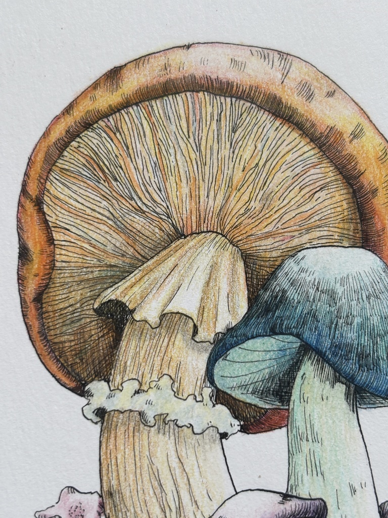 【額装原画】森のきのこNo.10【ハガキサイズ】