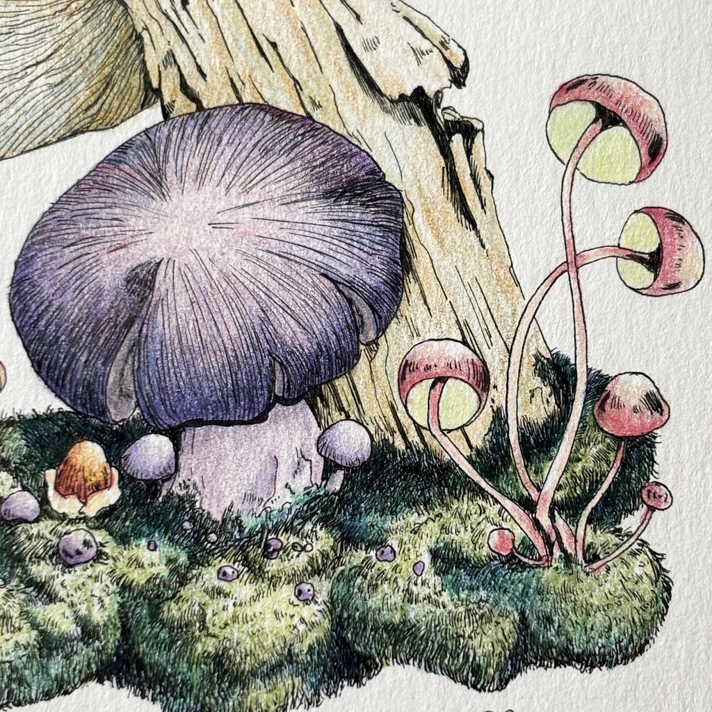 【額装原画】苔の森【ハガキサイズ】