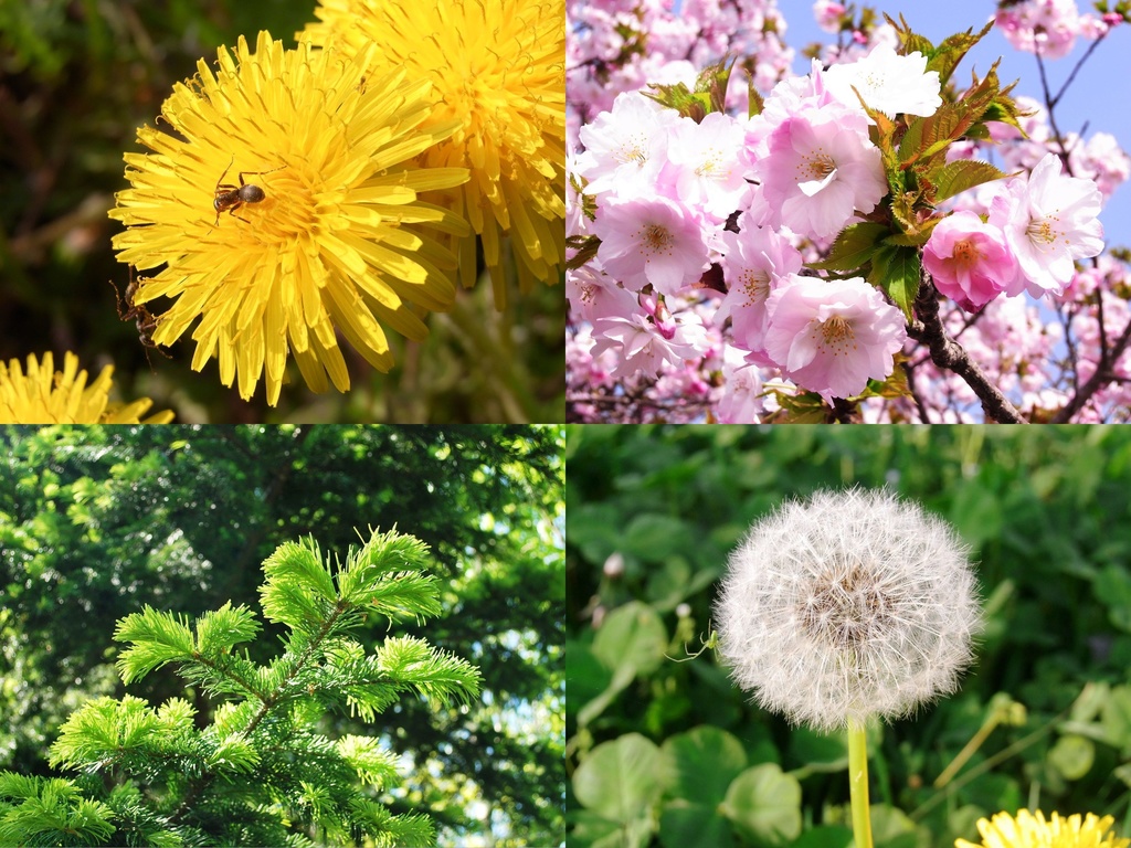 ララレディー オリジナルTシャツ ANGEL FACTORY Vol.3 Spring pxiv-3