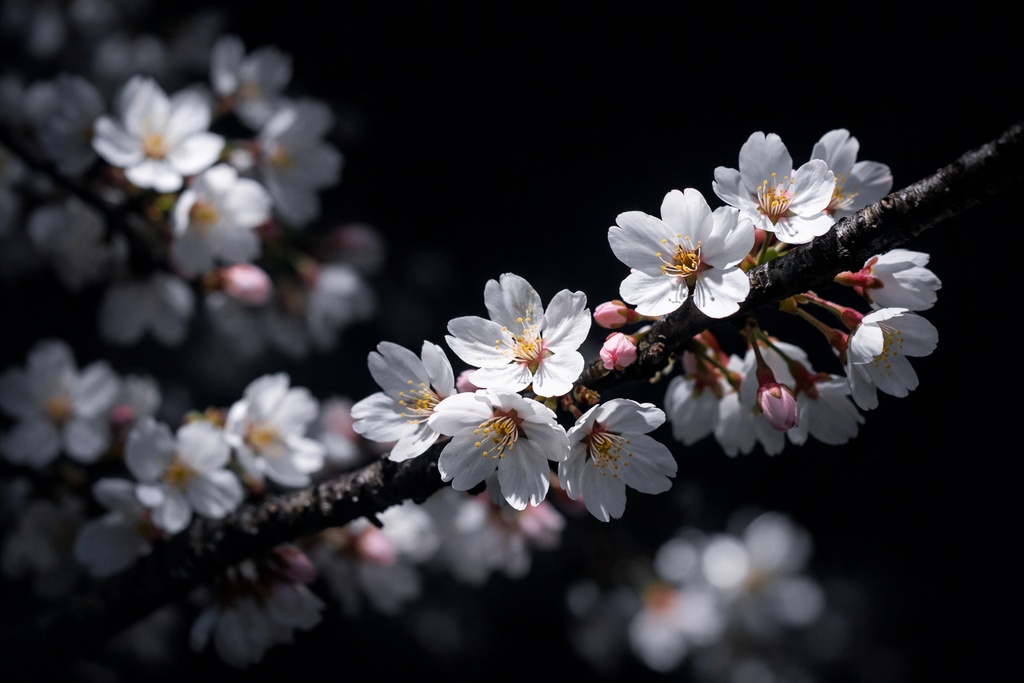 夜桜背景イラスト素材集 Vol.1|1536×1024|Web・TRPG・動画向け(5枚)