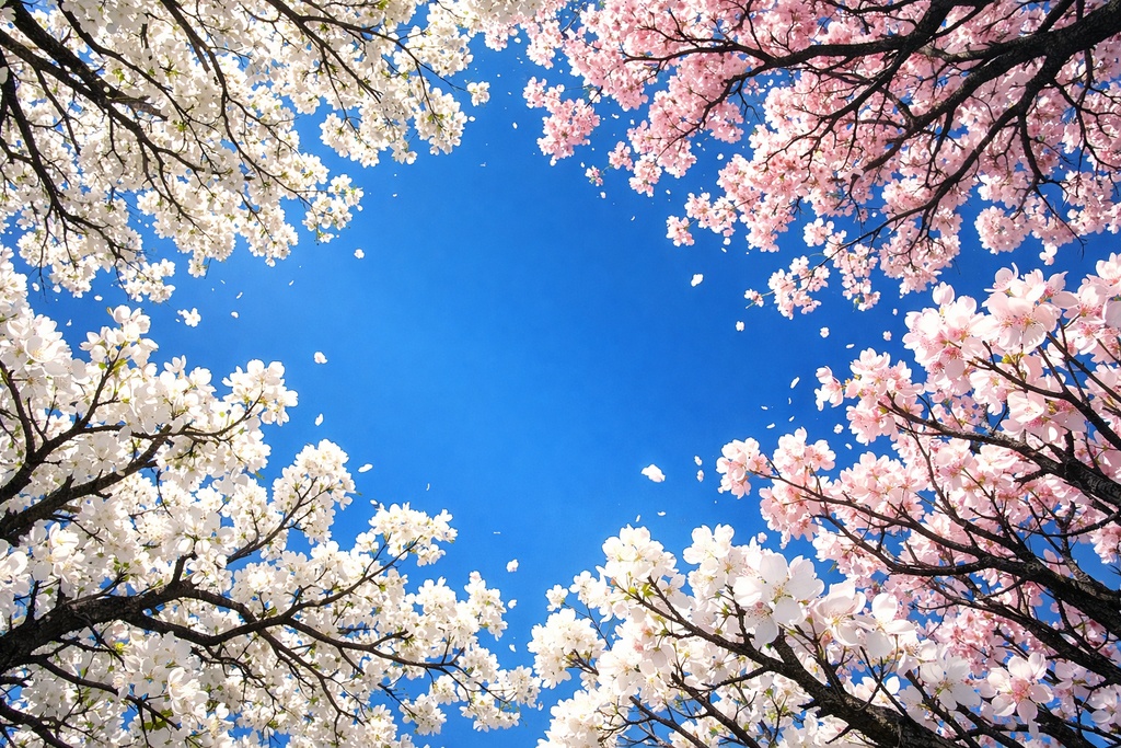 桜景色背景イラスト素材集 Vol.2|1536×1024|Web・TRPG・動画向け(5枚)