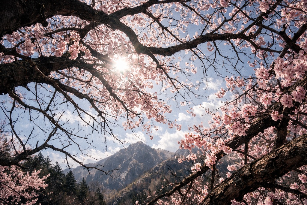 桜景色背景イラスト素材集 Vol.4|1536×1024|Web・TRPG・動画向け(5枚)