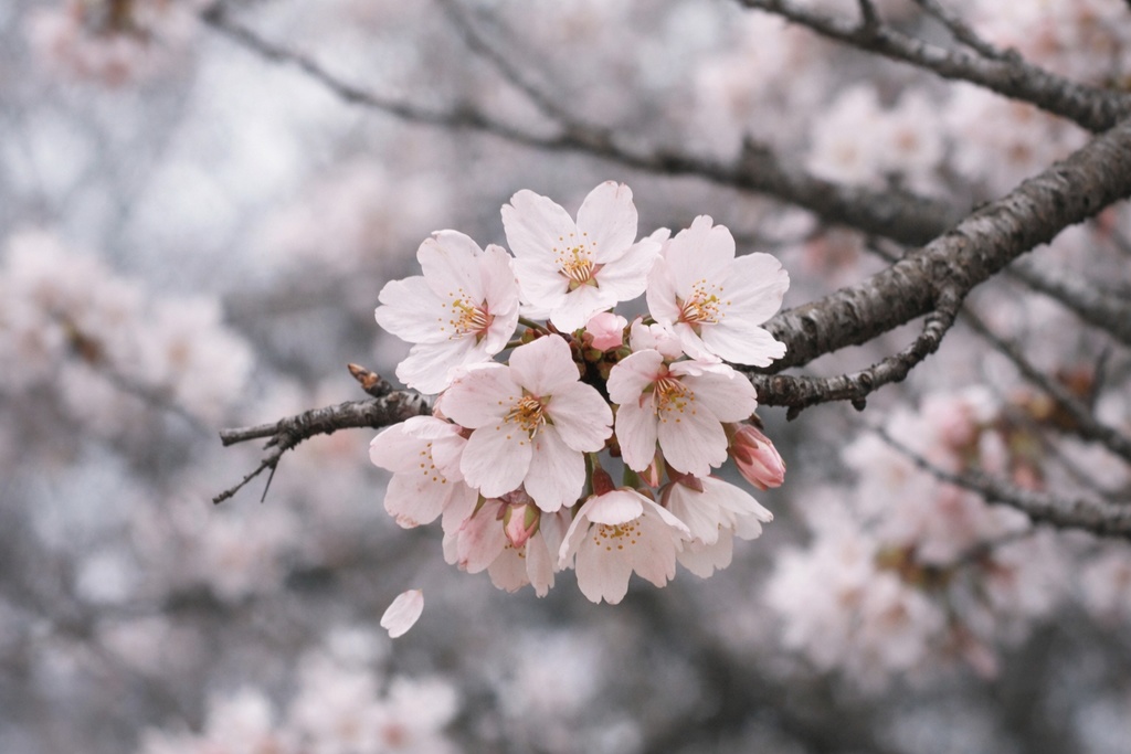 桜景色背景イラスト素材集 Vol.5|1536×1024|Web・TRPG・動画向け(5枚)