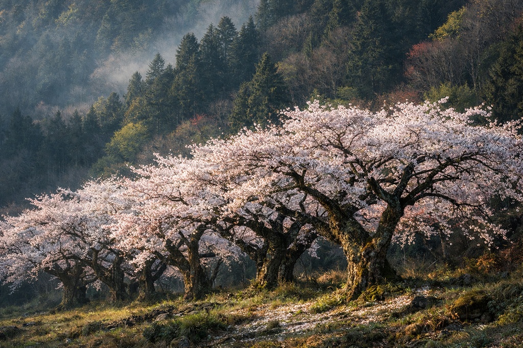 桜景色背景イラスト素材集 Vol.5|1536×1024|Web・TRPG・動画向け(5枚)