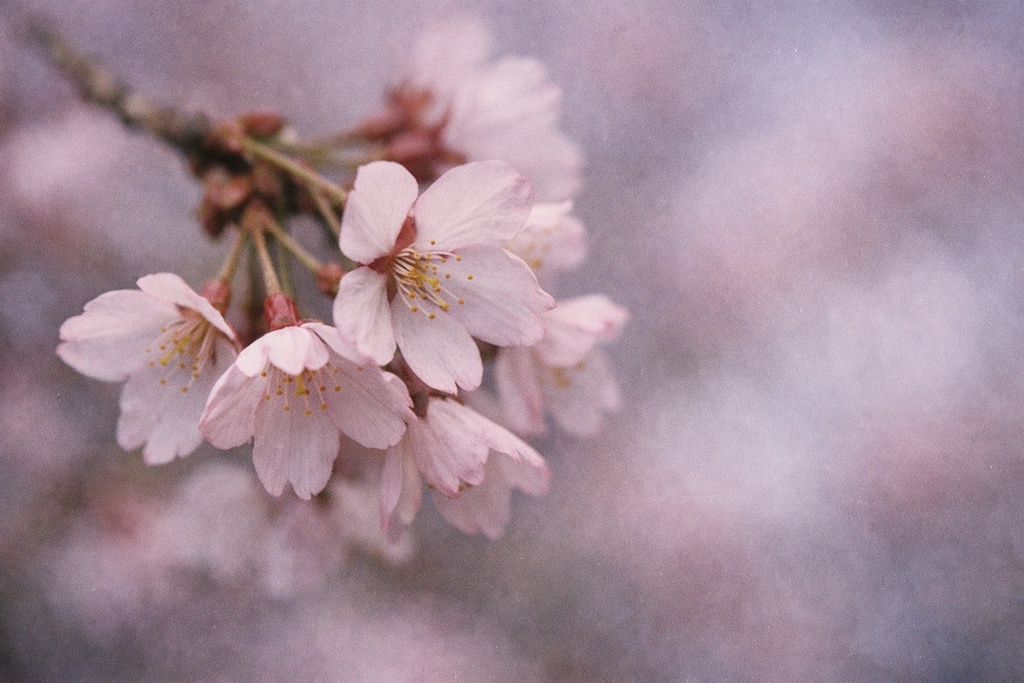 桜景色背景イラスト素材集 Vol.6|1536×1024|Web・TRPG・動画向け(5枚)